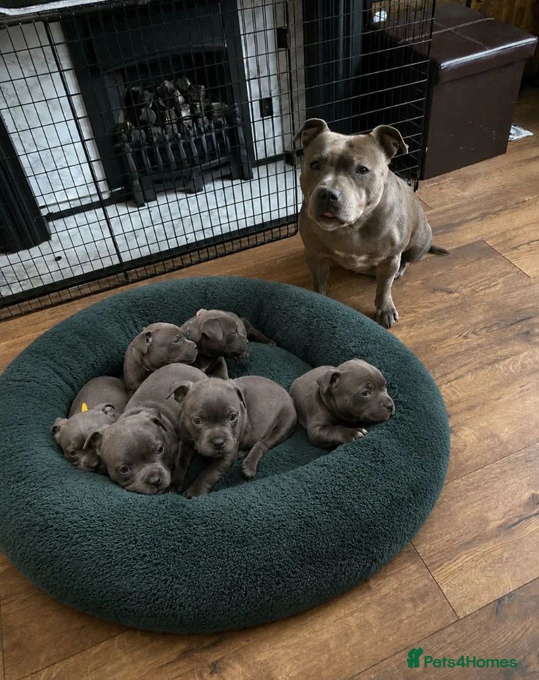 Staffordshire Bull Terrier dogs for sale: Champs Bloodline Blue Staffordshire Bull Terrier - Advert 2