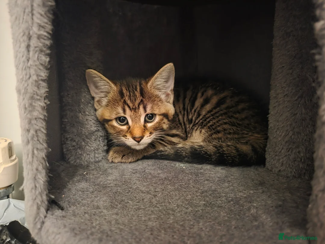 Mixed Breed cats for sale: 3 beautiful kittens - Advert 6