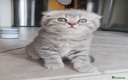 Scottish Fold cats for sale: Adorable Kittens Ready For New Home - Image 10