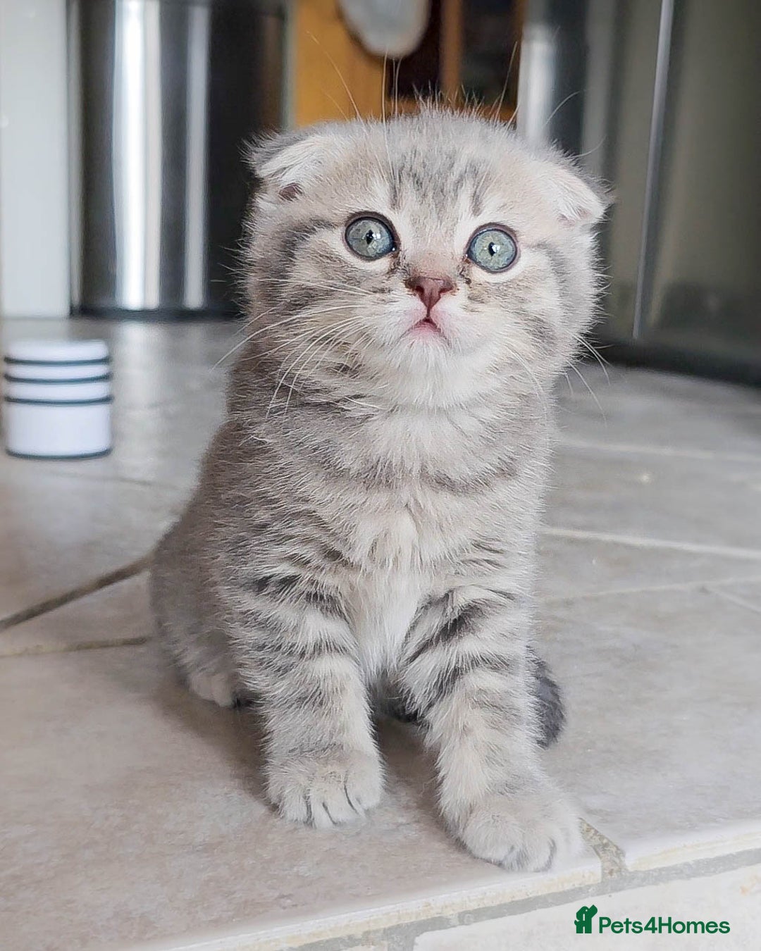 Scottish Fold cats for sale: Adorable Kittens Ready For New Home - Image 10