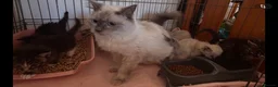 Mixed Breed cats for sale: Ragdoll x Maine coon - Advert 2