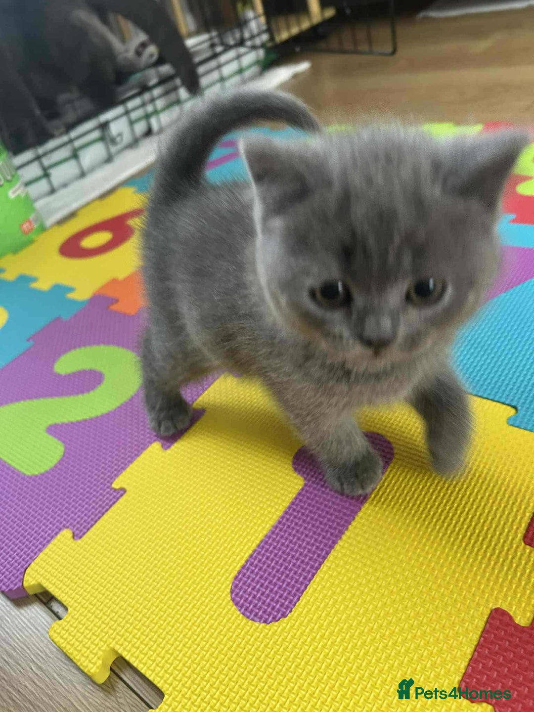 Scottish Fold cats for sale: A liitle girl is looking a new home - Image 3