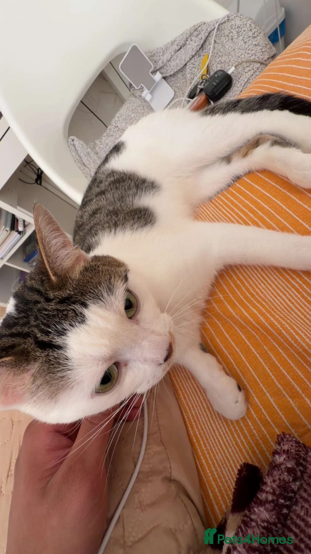 Domestic Shorthair cats for sale: New home for Mitsu (adoption) in London - Advert 3