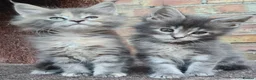 Maine Coon cats for sale: Tica registered girls - Advert 5