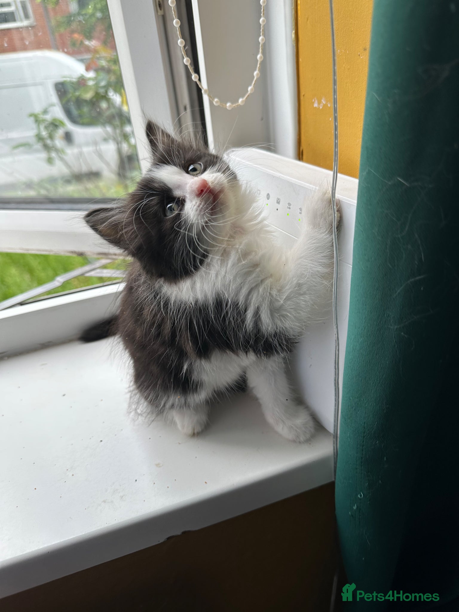 Mixed Breed cats Long hair kittens  - Advert 2