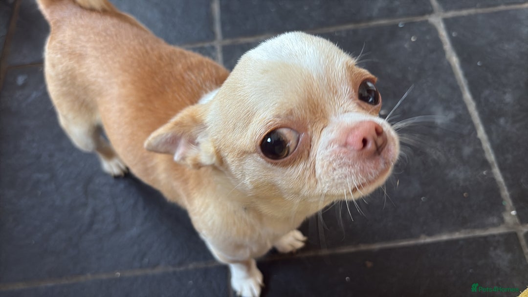 Chug dogs for sale: Chug for a loving home - Image 1