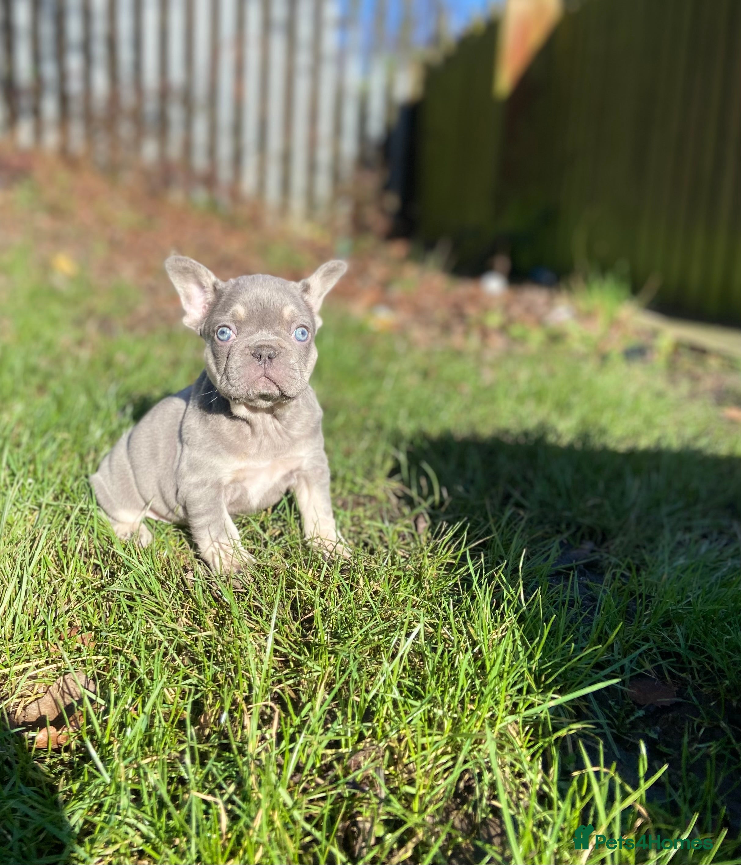 French Bulldog dogs Gorgeous French Bulldog Pups  - Advert 7