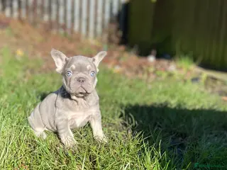 French Bulldog dogs Gorgeous French Bulldog Pups - Advert 7