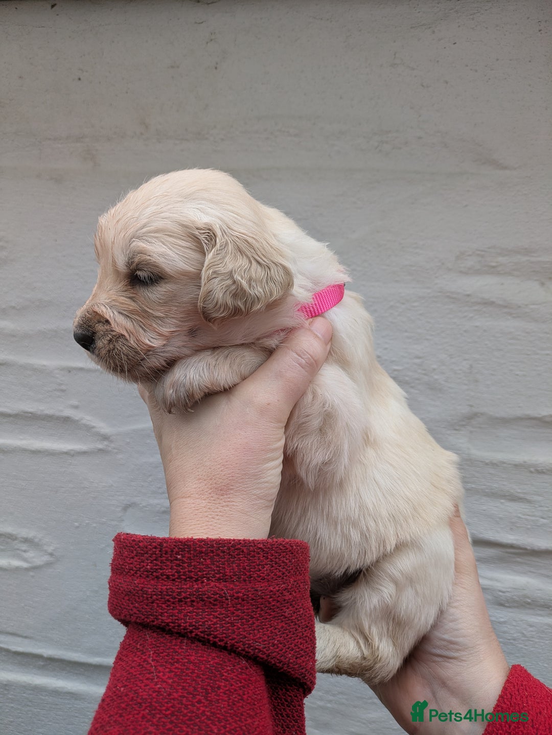 Golden Retriever dogs for sale: KC Top quality golden retrievers - Advert 9