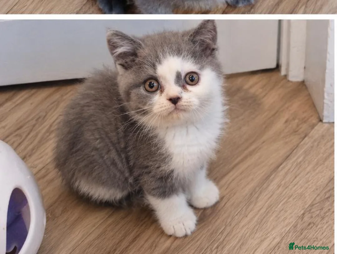 British Shorthair cats for sale: British shorthair blue and white bicolour kittens - Advert 2