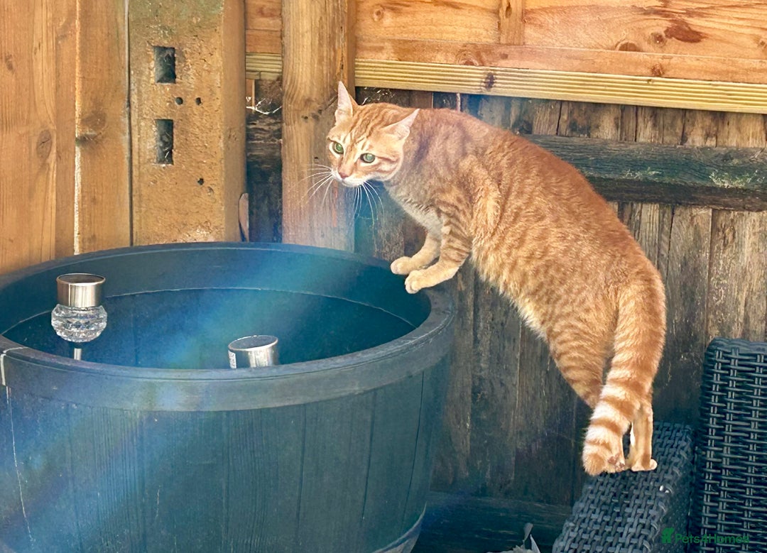 Mixed Breed cats for sale: Ginger Kittens from half Siamese mum - Image 23
