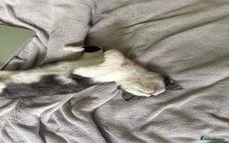 Mixed Breed cats for sale: 2 adorable tuxedo kittens - Image 4