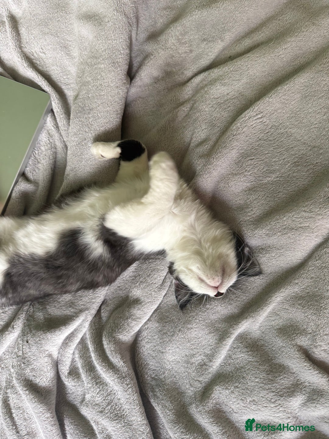 Mixed Breed cats for sale: 2 adorable tuxedo kittens - Image 4
