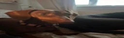 Dachshund dogs for sale: Sweet natured Dachshund 10 months old - Advert 5