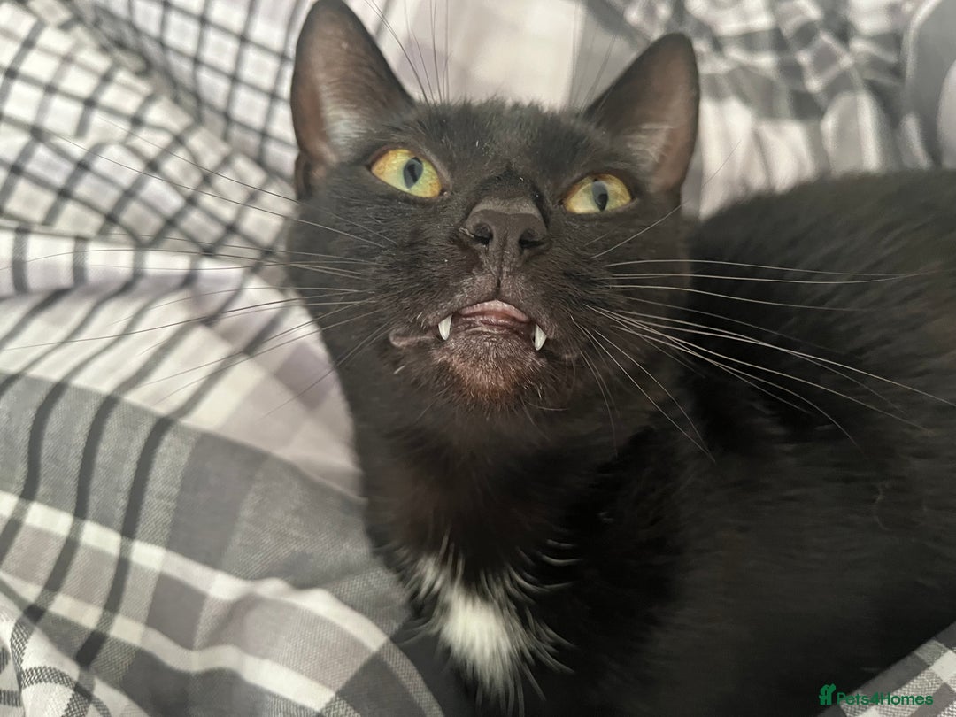 British Shorthair cats for sale: Loving Home Wanted for Black Cat – Nina 🐾 - Advert 4