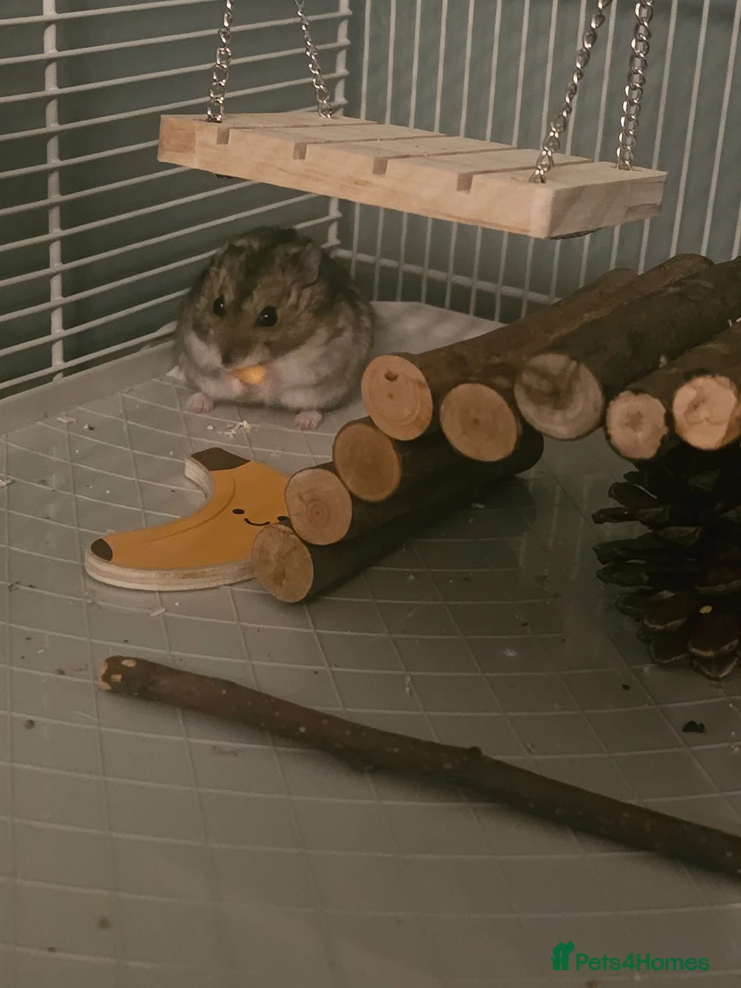 Hamster rodents for sale: Russian Dwarf hamster (Hammy) in Didcot - Advert 2