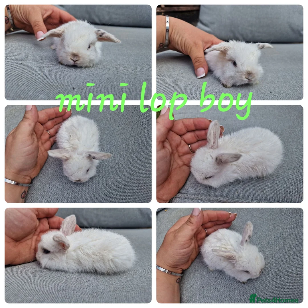 Mini Lop rabbits for sale: Mini lops , lionheads , netherland dwarf  - Advert 2