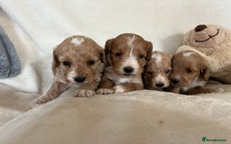 Cockapoo dogs for sale: Cockapoo puppies - DNA Health test clear  - Image 15