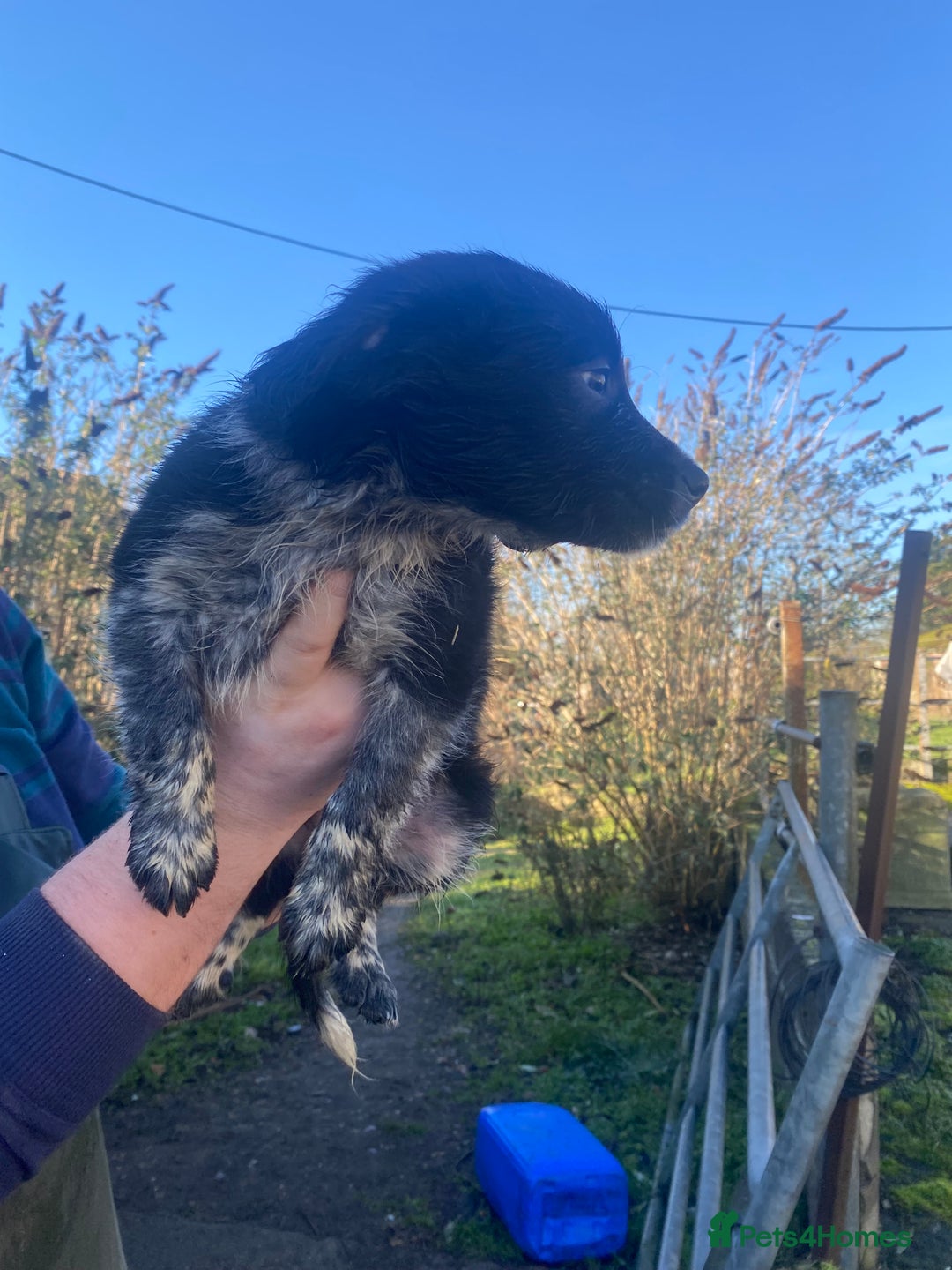 Mixed Breed dogs for sale: Cocker x collie puppies  - Advert 10