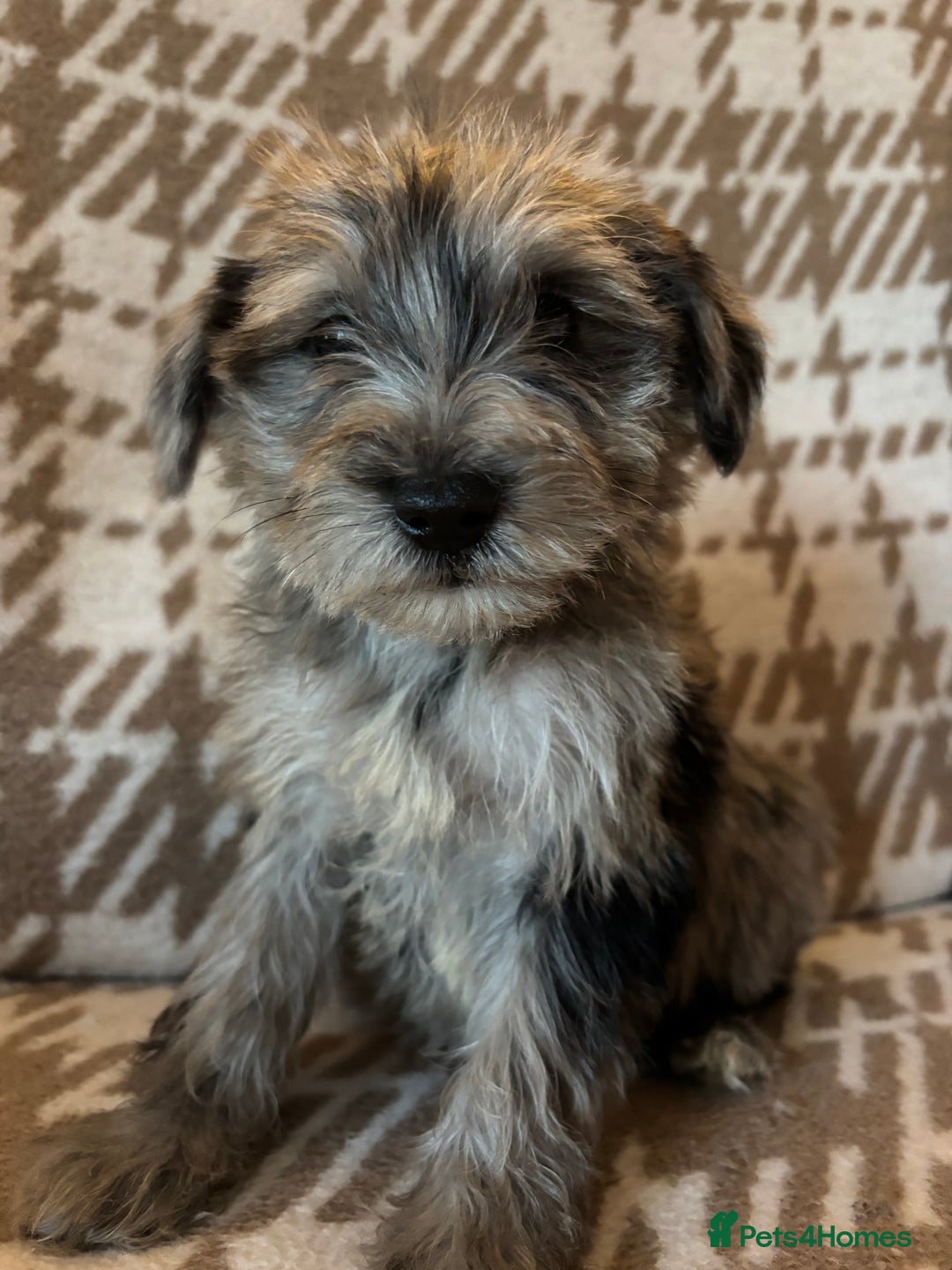 Schnoodle dogs for sale: Truly gorgeous F1 Schnoodle Puppies  - Advert 16