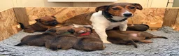 Mixed Breed dogs for sale: Gorgeous Border Jack Puppies - Advert 9