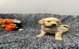 Golden Retriever dogs for sale: KC, Extensively health tested goldens boy and girl - Image 8