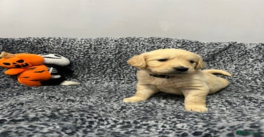 Golden Retriever dogs - Advert 8