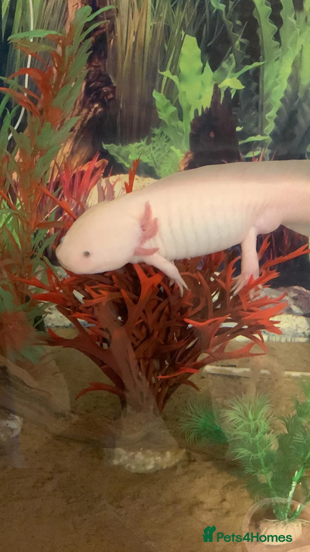 Axolotl reptiles for sale: Pair of Male Axolotls – 3 Years Old - Advert 1
