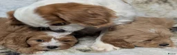 Cavapoo dogs for sale: Stunning F1 DNA Clear Cavapoo Puppies  - Advert 17