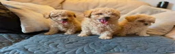 Miniature Poodle dogs for sale: Minature Poodle puppys!🐶🐾 - Advert 17