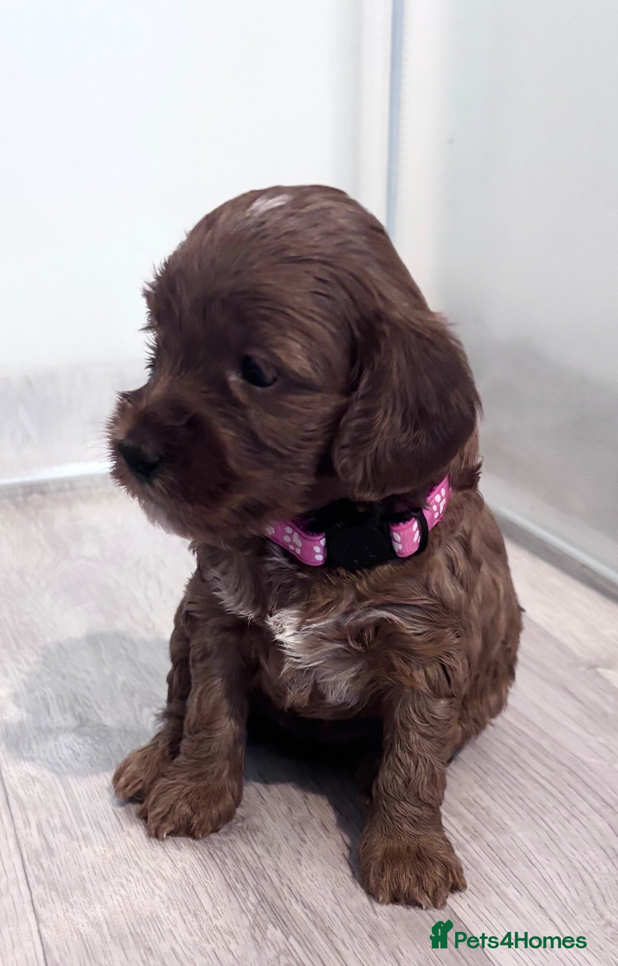 Cockapoo dogs LAST GIRL!Toy F2 Cockapoo Pup-fully health tested - Advert 2