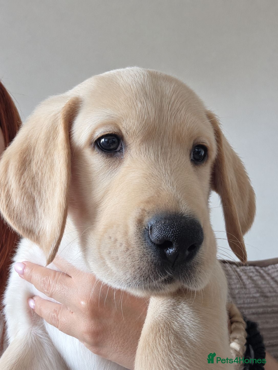 Goldador dogs Willow - Male Goldador last of litter  - Advert 6