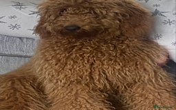 Labradoodle dogs for sale: Stunning red miniature labradoodle puppies - Image 12