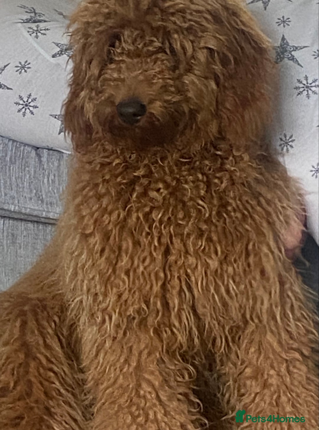 Labradoodle dogs for sale: Stunning red miniature labradoodle puppies - Image 12
