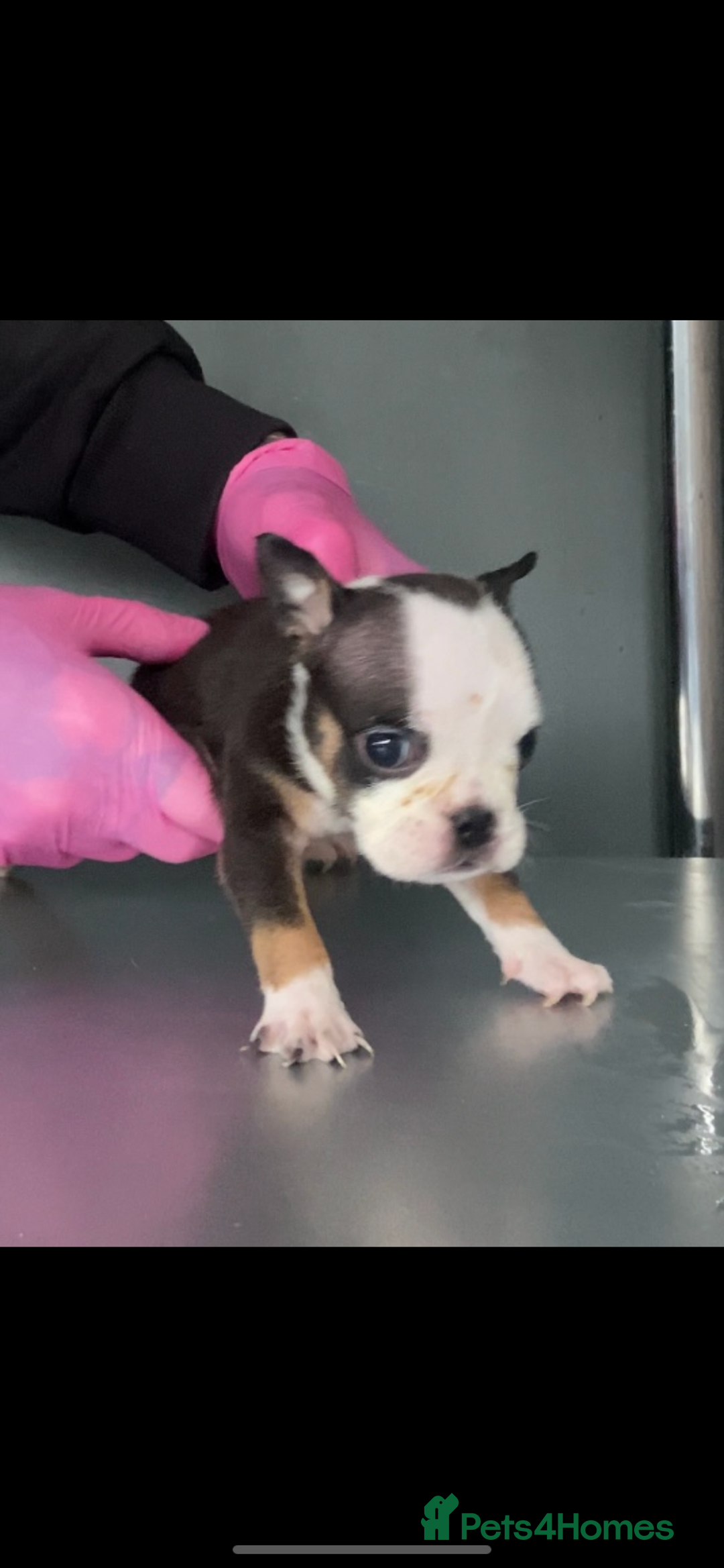 English Bulldog dogs for sale: KC registered English Bulldog Puppies  - Image 12