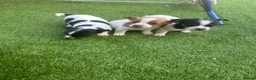 Jack Russell dogs for sale: Gorgeous Jack Russell Puppies For Sale – Ready Now - Advert 2