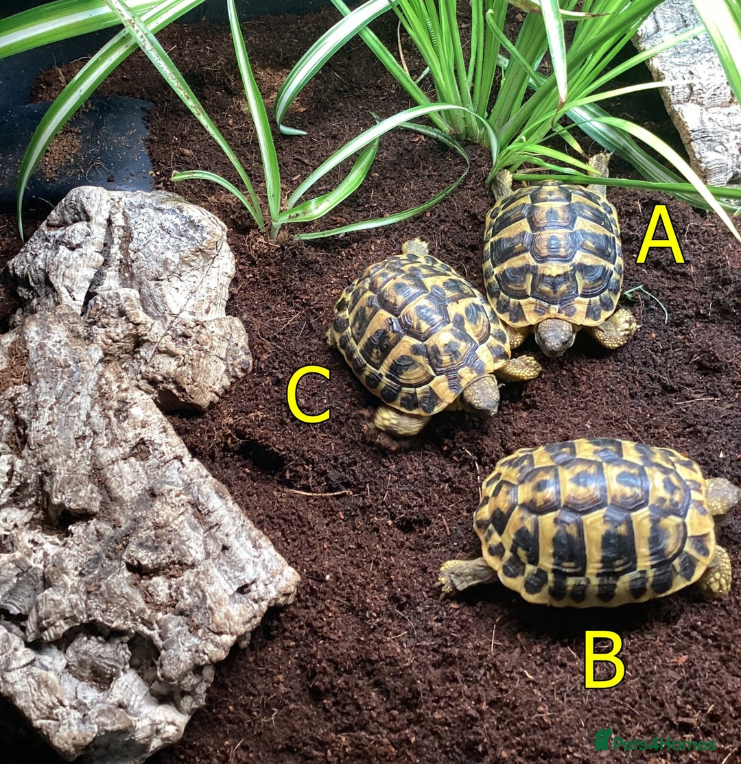 Hermann Tortoise reptiles for sale: Hermanns Tortoise - 2 Years Old (Herman) - Image 4
