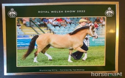 Welsh Section A horses for sale: Beautiful Dunn Welsh A pony - Image 5