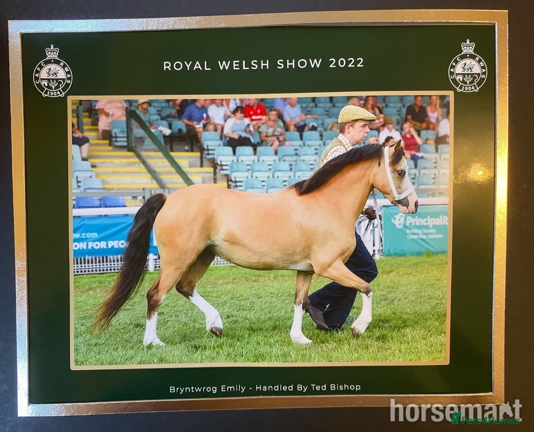 Welsh Section A horses for sale: Beautiful Dunn Welsh A pony - Image 5