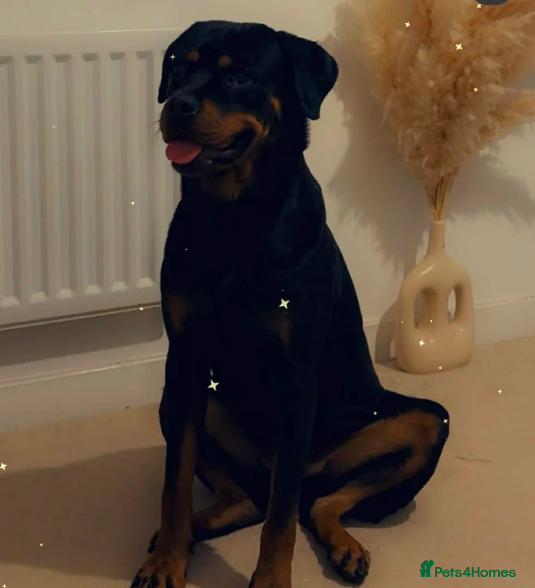 Rottweiler dogs for stud: My Roxy Rottweiler for stud  - Advert 4