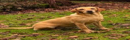 Labrador Retriever dogs for sale: Stunning, Health Tested Parents, KC Lab Puppies - Advert 19