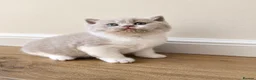 British Shorthair cats for sale: Supreme champion GCCF British Shorthair Kittens  - Advert 17