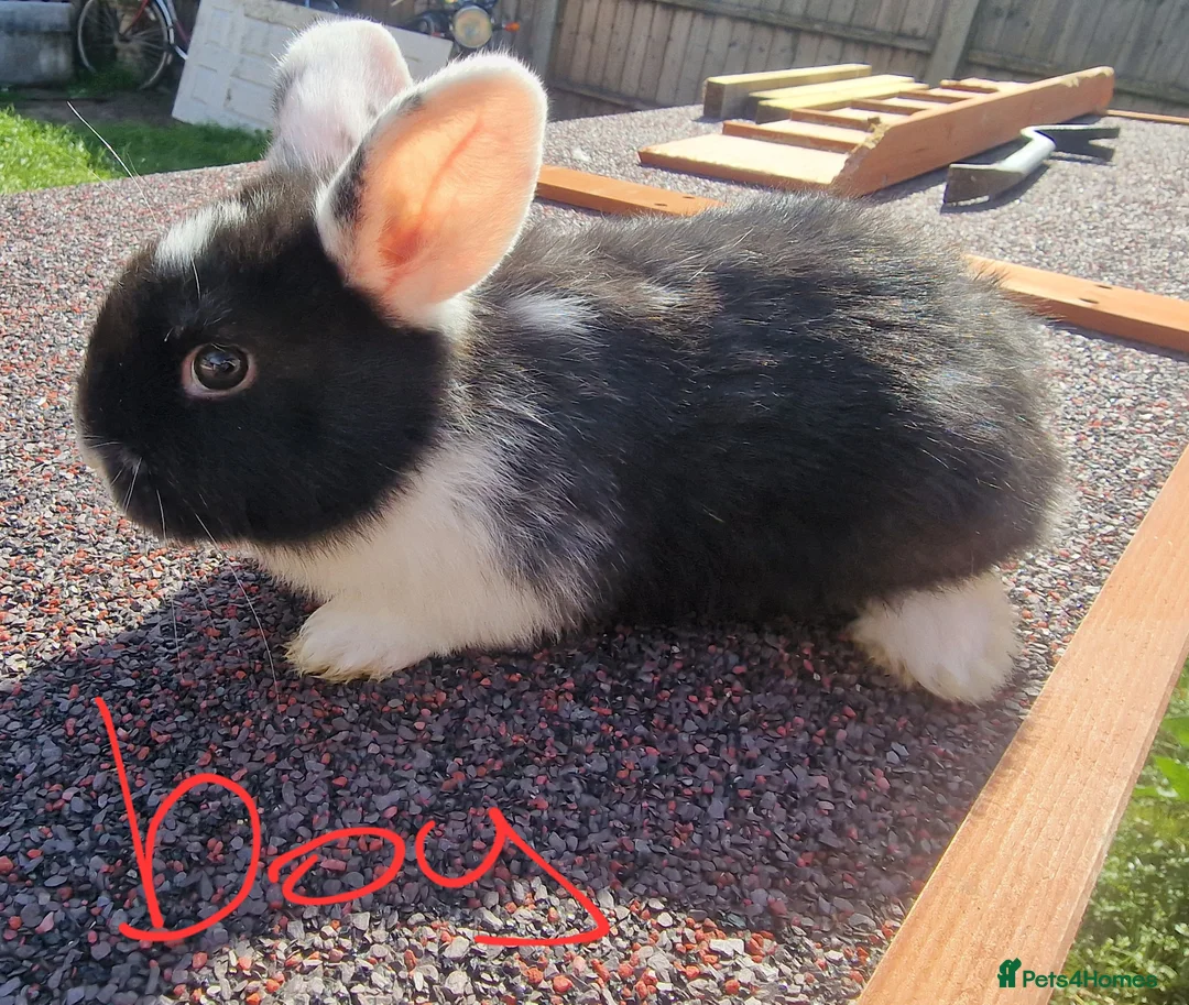 Mini Lop rabbits for sale: Mini lops  - Advert 1