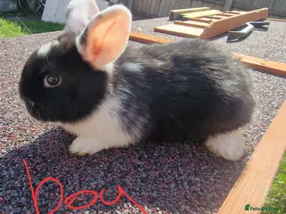 Mini Lop rabbits Mini lops - Advert 1