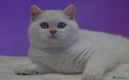 British Shorthair cats for sale: GCCF Chunky Silver tipped health tested parents - Image 19