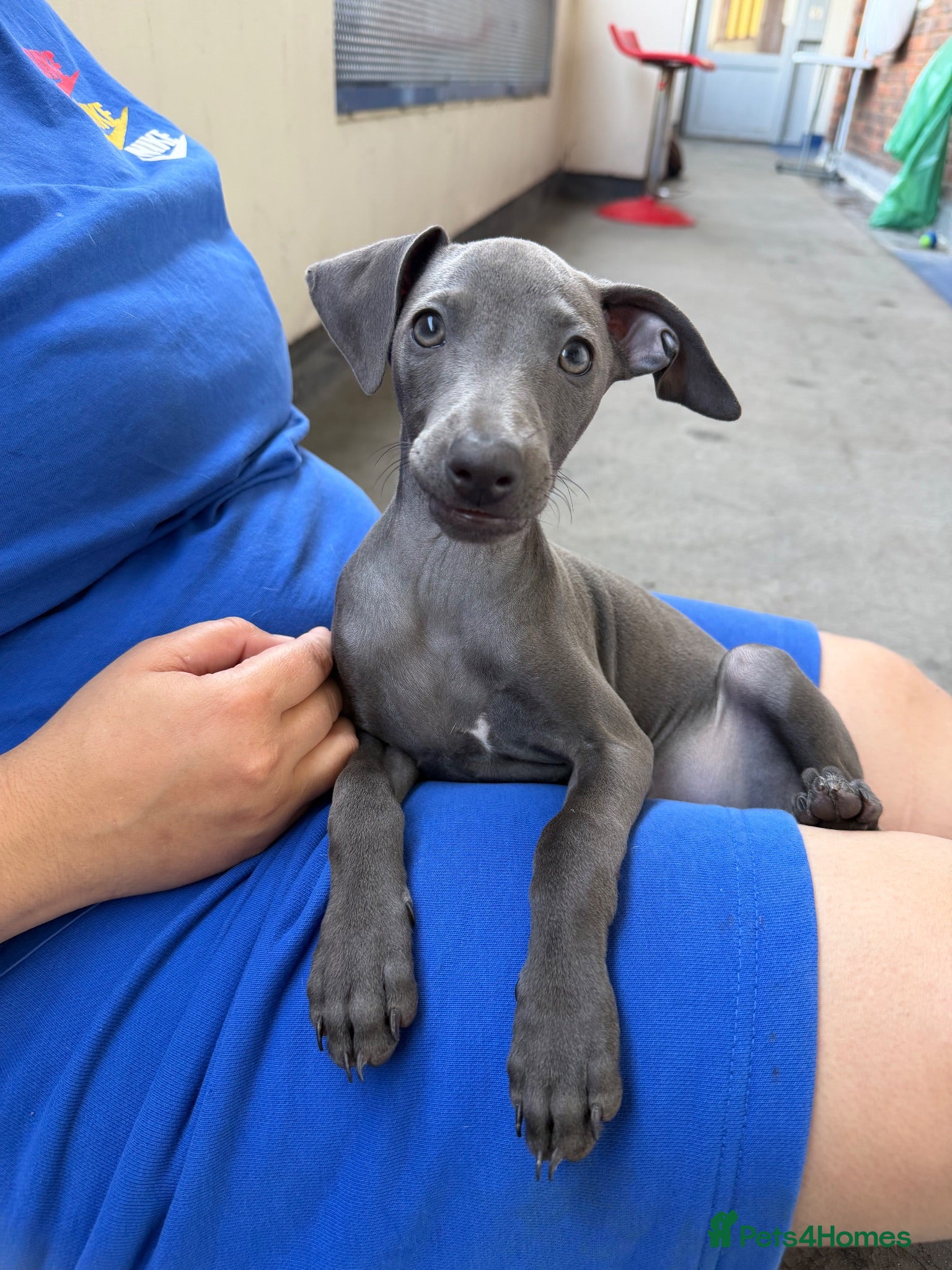 Italian Greyhound dogs Italian Greyhound Puppy Looking for a New Home - Advert 1