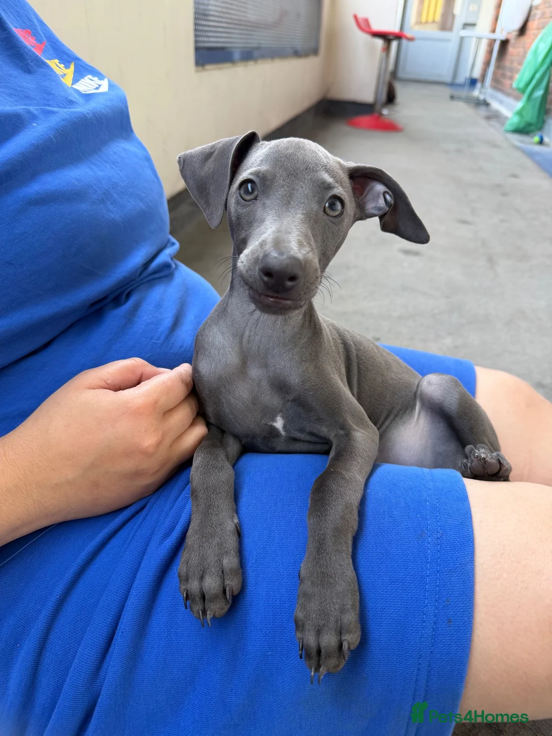Italian Greyhound dogs for sale: Italian Greyhound Puppy Looking for a New Home in London - Advert 1