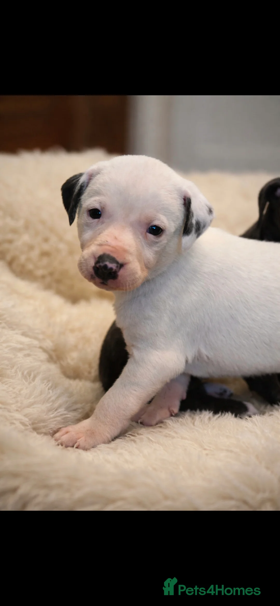 Mixed Breed dogs for sale: Whippet cross lurcher - Advert 7