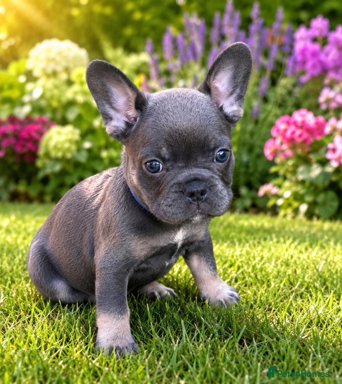French Bulldog dogs for sale: French bulldogs for sale  - Advert 14