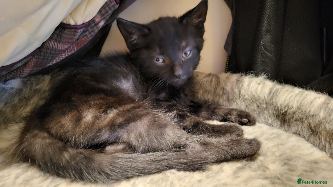 Mixed Breed cats for sale: Mixed breed kittens - Image 3